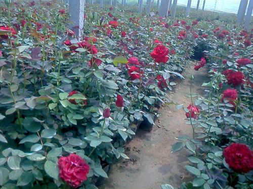 玫瑰月季-青州市林海花卉苗木