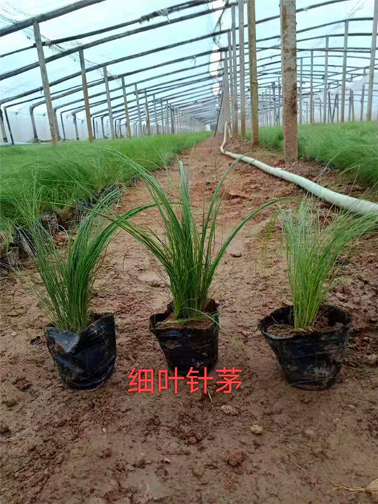 细叶针茅 