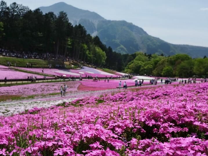 福禄考花海 