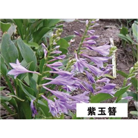 紫玉簪-青州市林海花卉苗木