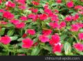 草花长春花 