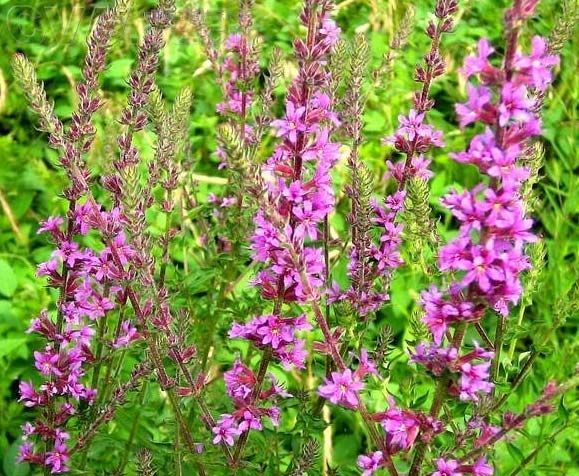 千屈菜-青州市林海花卉苗木