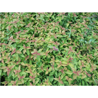 金焰绣线菊-青州市林海花卉苗木