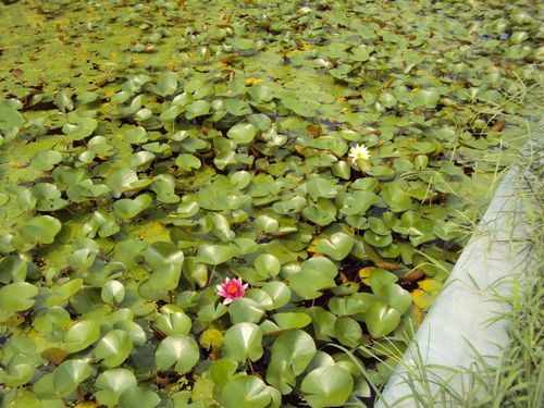 睡莲-青州市林海花卉苗木