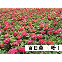 百日草（粉）-青州市林海花卉苗木