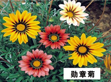 勋章菊-青州市林海花卉苗木