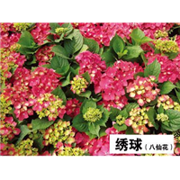 绣球-青州市林海花卉苗木