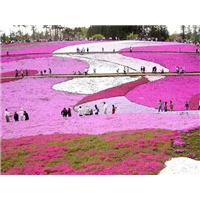 芝樱花海 