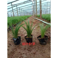细叶针茅 