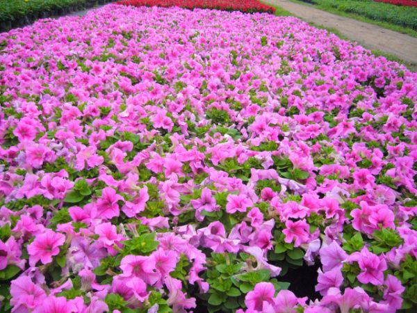 矮牵牛花海 