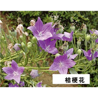 桔梗花-青州市林海花卉苗木