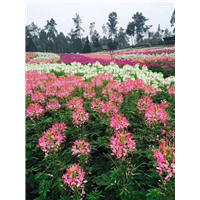 青州醉蝶花批发 