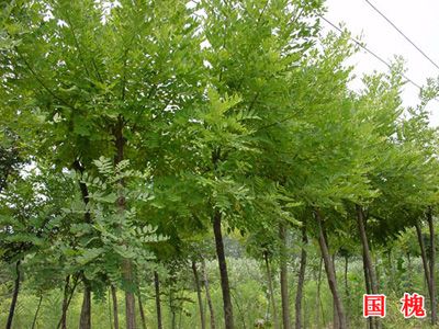 国槐-青州市林海花卉苗木专业合作社