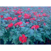 红宝石月季-青州市林海花卉苗木