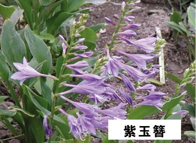 紫玉簪-青州市林海花卉苗木
