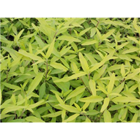 金叶莸-青州市林海花卉苗木