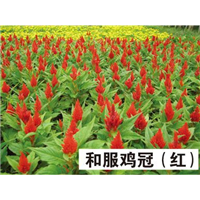 和服鸡冠花（红）-青州市林海花卉苗木