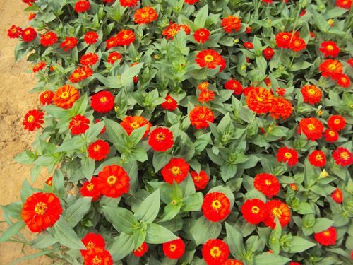 百日草-青州市林海花卉苗木