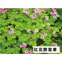 红花酢浆草-青州市林海花卉苗木