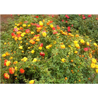 七彩月季-青州市林海花卉苗木