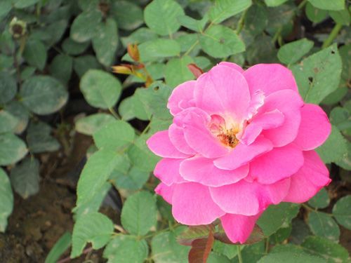 月季-青州市林海花卉苗木