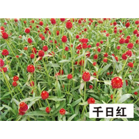 千日红-青州市林海花卉苗木