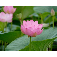 满江红-青州市林海花卉苗木