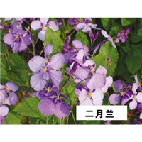 二月兰-青州市林海花卉苗木