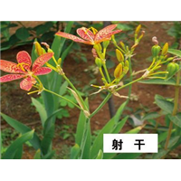 射干-青州市林海花卉苗木