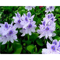 凤眼莲-青州市林海花卉苗木