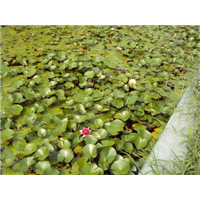 睡莲-青州市林海花卉苗木