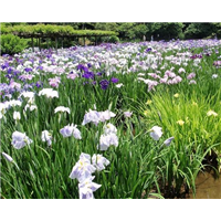 花菖蒲-青州市林海花卉苗木