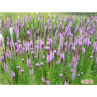 蛇鞭菊-青州市林海花卉苗木