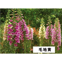 毛地黄-青州市林海花卉苗木