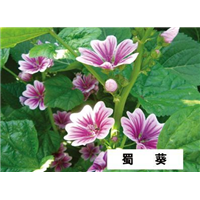 蜀葵-青州市林海花卉苗木