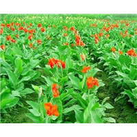 水生美人蕉-青州市林海花卉苗木