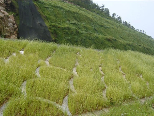 四季常青草3