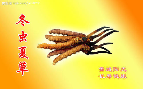 贵州冬虫夏草回收