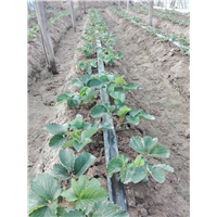 草莓种植技术培训基地