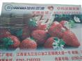 成熟草莓系列10 