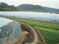 草莓基地布局