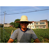 草莓种植培训 