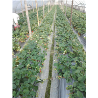 草莓种植技术培训基地