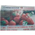 草莓成熟啦 