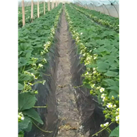 草莓种植技术培训基地