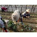 草莓基地工作人员现场工作图