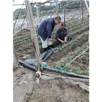 草莓种植技术培训基地