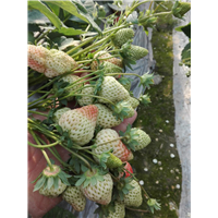 草莓种植技术培训基地