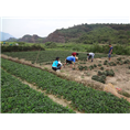 草莓栽培技术学习****地点