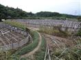 草莓基地